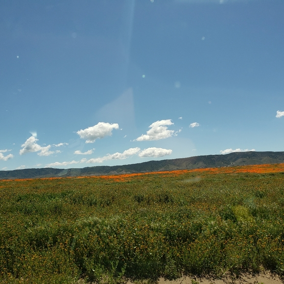 Meet your Posher, Lara - Picture 1 of 1